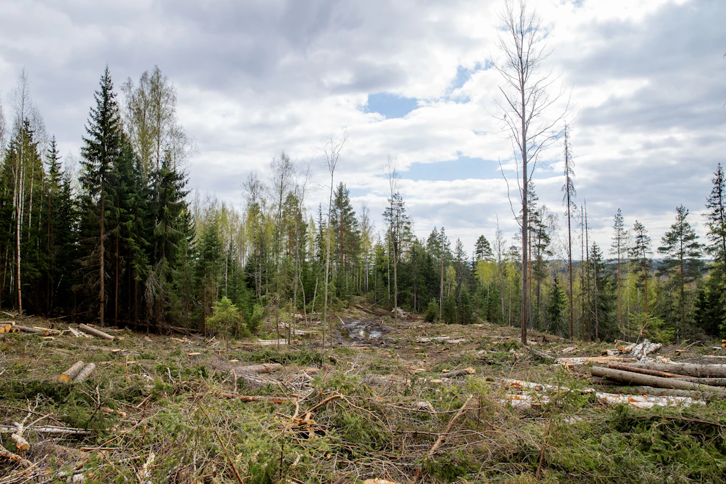 Yksityismetsätalouden liiketulos pysyi viime vuonna ennallaan, vaikka hakkuut vähenivät.