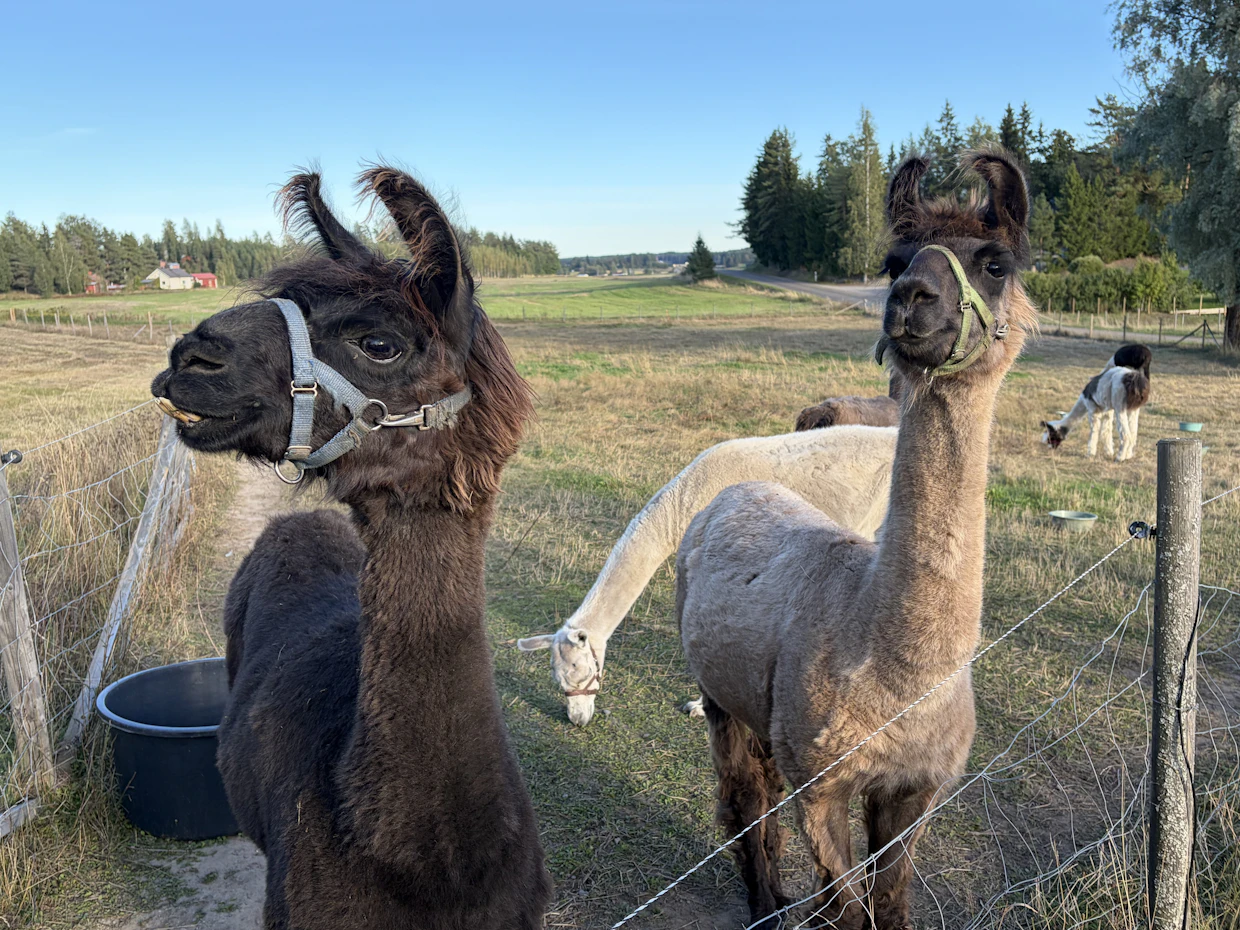 Laama on utelias eläin, mutta ei erityisesti välitä silittelystä eikä koskettele omia vasojaankaan.
