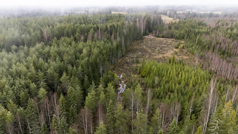 Metsäkeskus valvoo metsälakia muun muassa vertaamalla metsänkäyttöilmoituksia satelliittikuvista havaittuihin hakkuisiin.