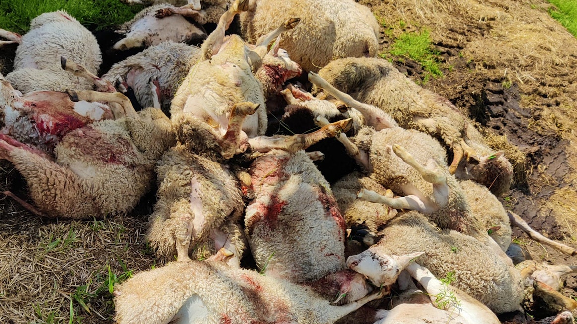 Susien raateluun viikonloppuna kuolleiden lampaiden ruhoista kertyi iso kasa Mikkolan tilalla.
