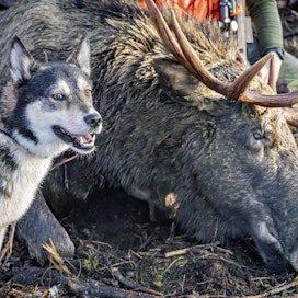 Petohävikki on vienyt Lieksan hirvikannan alamaihin.