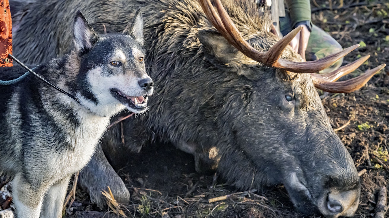Petohävikki on vienyt Lieksan hirvikannan alamaihin.