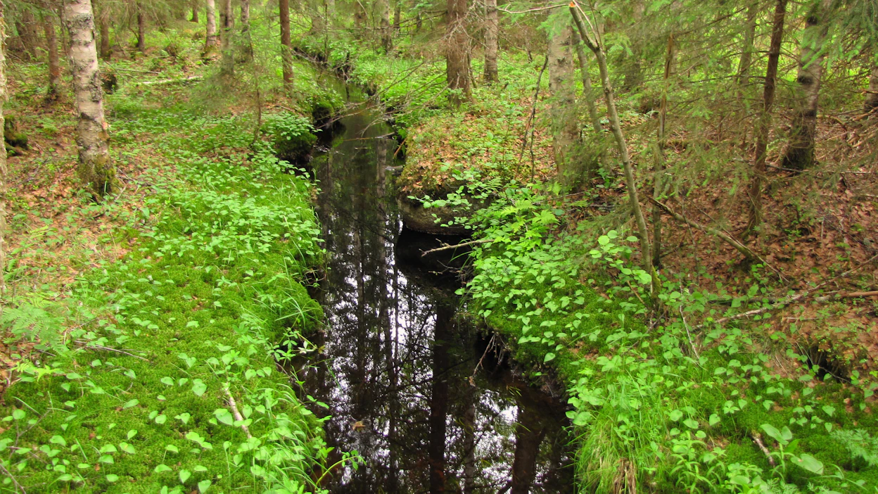 Virtavesien paremmasta tilasta hyötyvät myös virtavesiä reunustavat metsälajit.