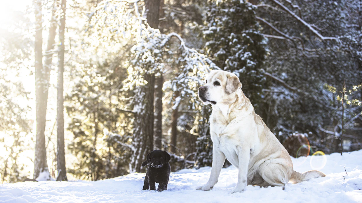 "Se kyllä nappaa pöydältä, mitä saa ja voi olla riehakas, jos ei ole rajoja”, Mirja Aro sanoo.