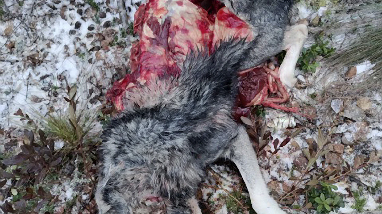 Susivahinkoja kohdistuu tuotantoeläinten ohella myös koiriin. Suden raatelema Jämtlannin pystykorva Pyhäjoen seudulla.