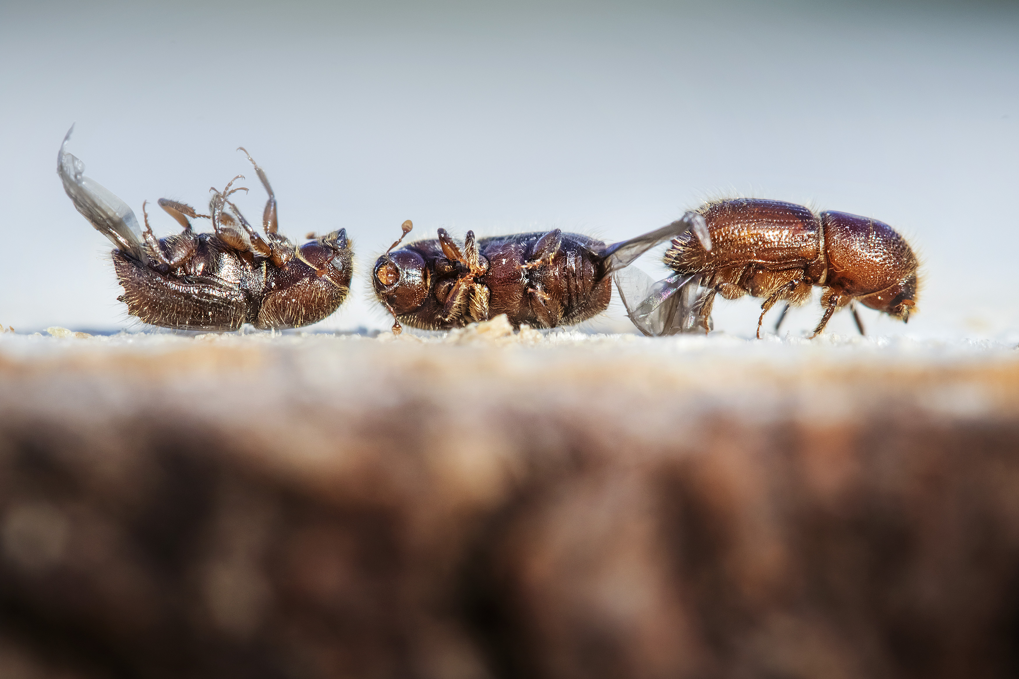 Kirjanpainajat ovat kuusikoiden vitsaus.