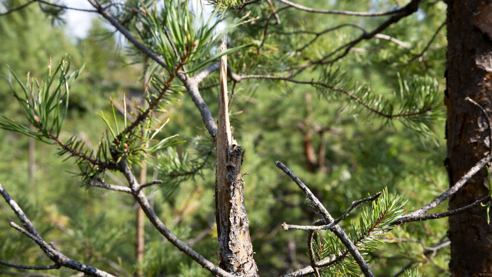 Maaseudun Tulevaisuus