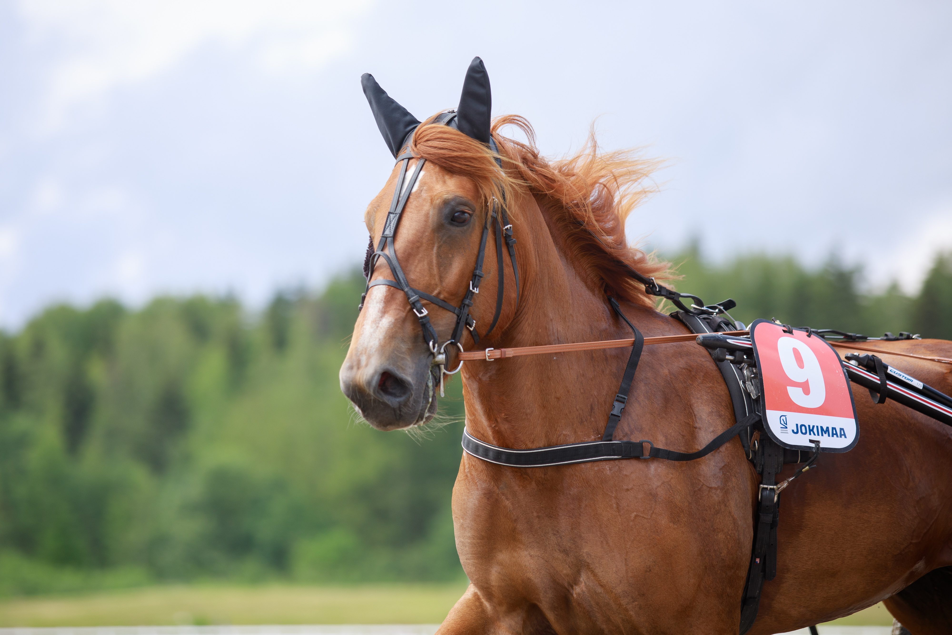 Brenna on vihjerivin varma.