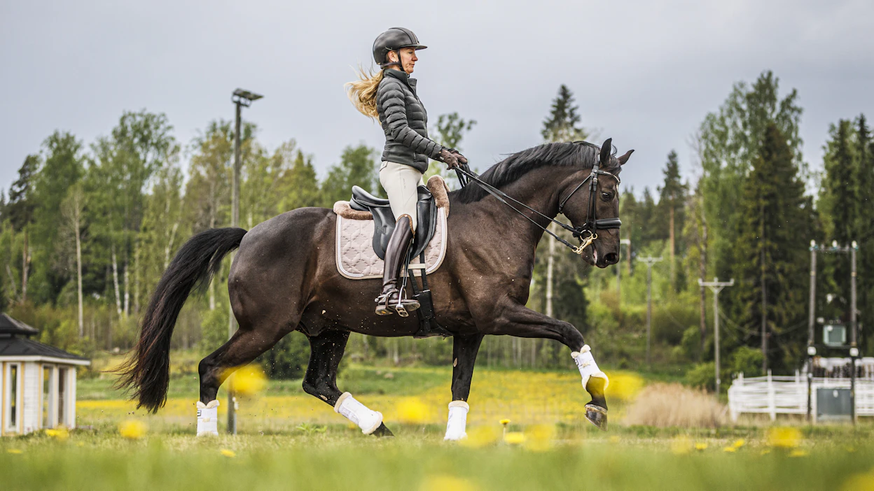 Huippulupaavalle Hagels Prince Nassakille kouluratsastuksen vaikeimmatkin liikkeet ovat niin helppoja, ettei sille tule edes hiki niitä tehdessään.