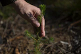 Metsän omistajanvaihdosta koskeva perheen sisäinen keskustelu vie aikansa, ja sitä edeltää metsänomistajan oma pohdinta ja henkinen luopuminen.
