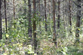 Avoin metsävaratieto hyödyttää metsänhoitotöiden ja hakkuiden suunnittelua.