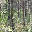 Avoin metsävaratieto hyödyttää metsänhoitotöiden ja hakkuiden suunnittelua.