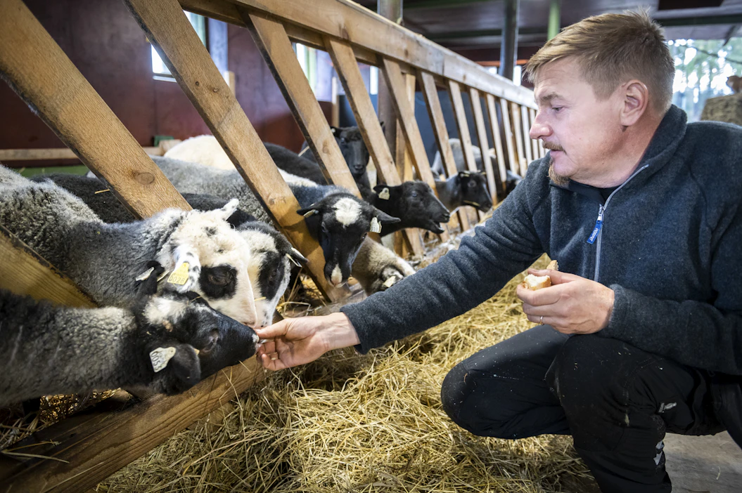 Matti Avelinilla oli aiemmin viljatila ja suomenhevosia. Nyt tilalla asuu myös 30 kainuunharmaksen katras.