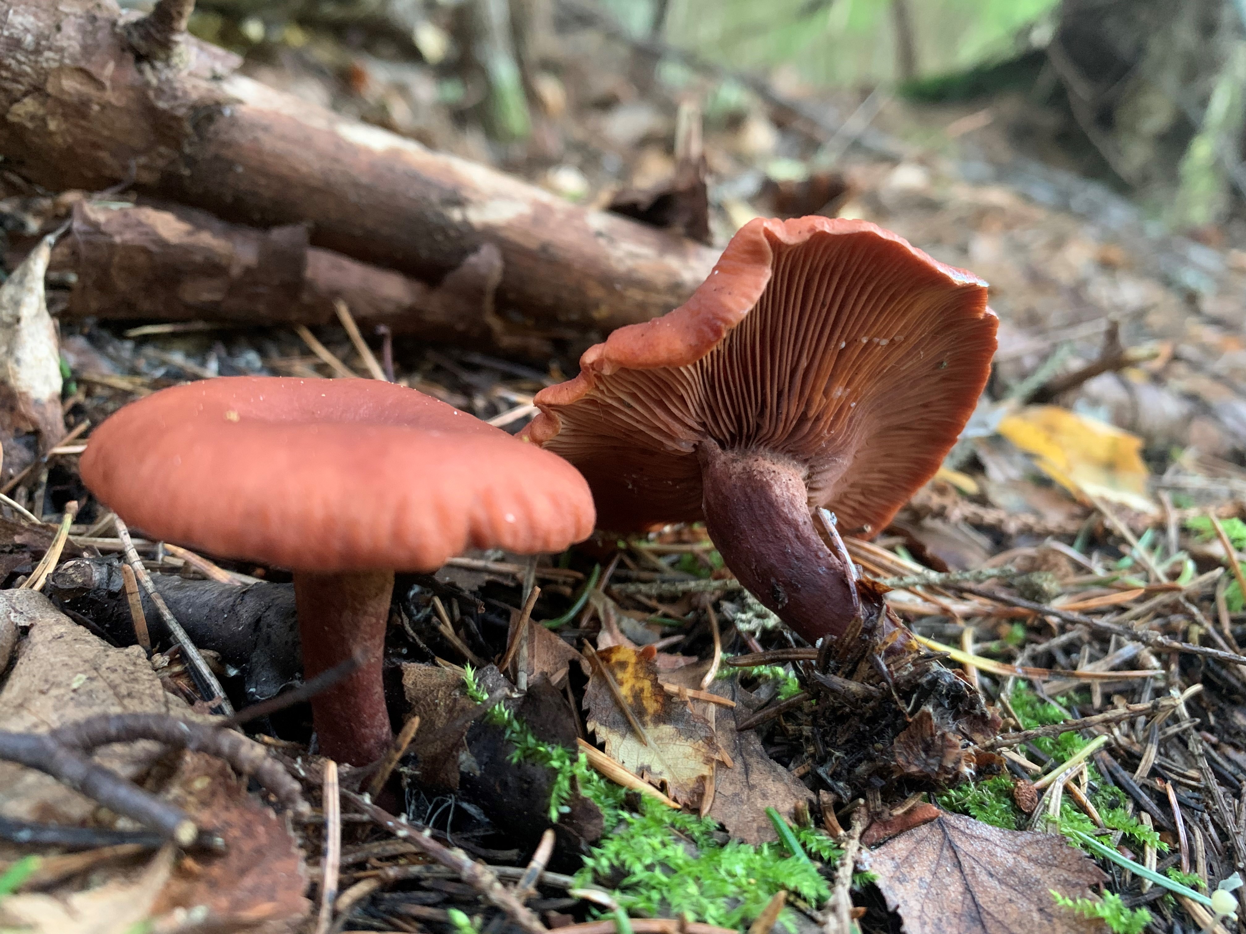 Sikurirousku on erinomainen ruokasieni, jonka tuoksu muistuttaa curryn tuoksua.