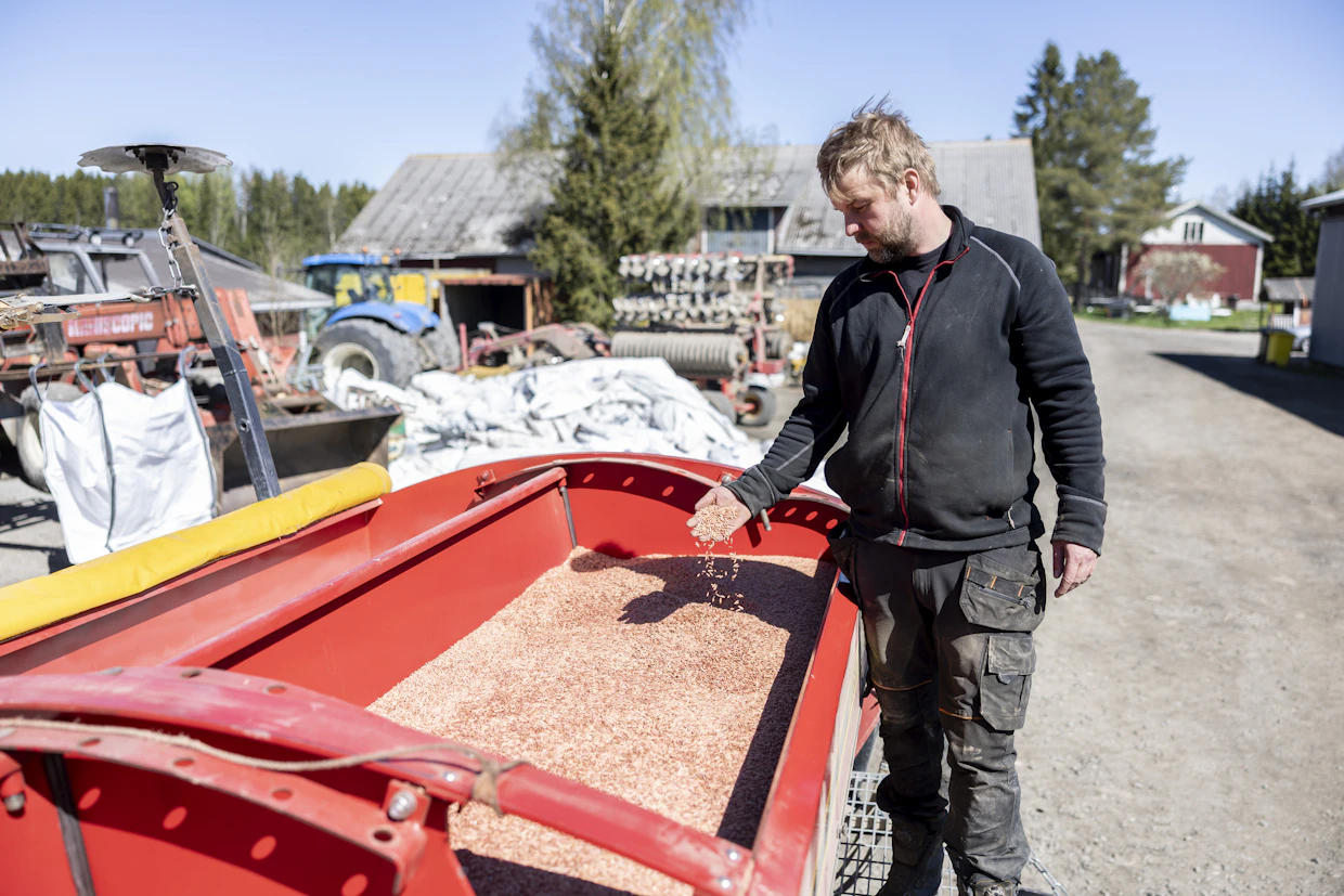 ”Olen vuosien aikana tehnyt kokeiluja erilaisilla siemenmäärillä, mutta kyllä kauran osalta paras tulos saavutetaan mielestäni 500-550 itävän siemenen määrällä neliölle. Tiheämpi kasvusto tekee sadosta pienisiemenistä”, Heikki Jonkka toteaa.