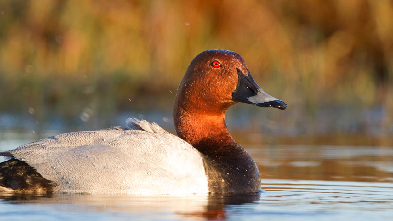 Lintuharrastajien vapaaehtoistyönä tekemistä kunnostuksista suuresti hyötynyt Ahtialanjärvi on Suomen tärkeimpiä uhanalaisen punasotkan pesimäpaikkoja.