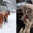 Tallilla pyörinyt lapinpöllö toipuu hyvää vauhtia koettelmuksistaan. Kuvan hevoset eivät liity tapaukseen.