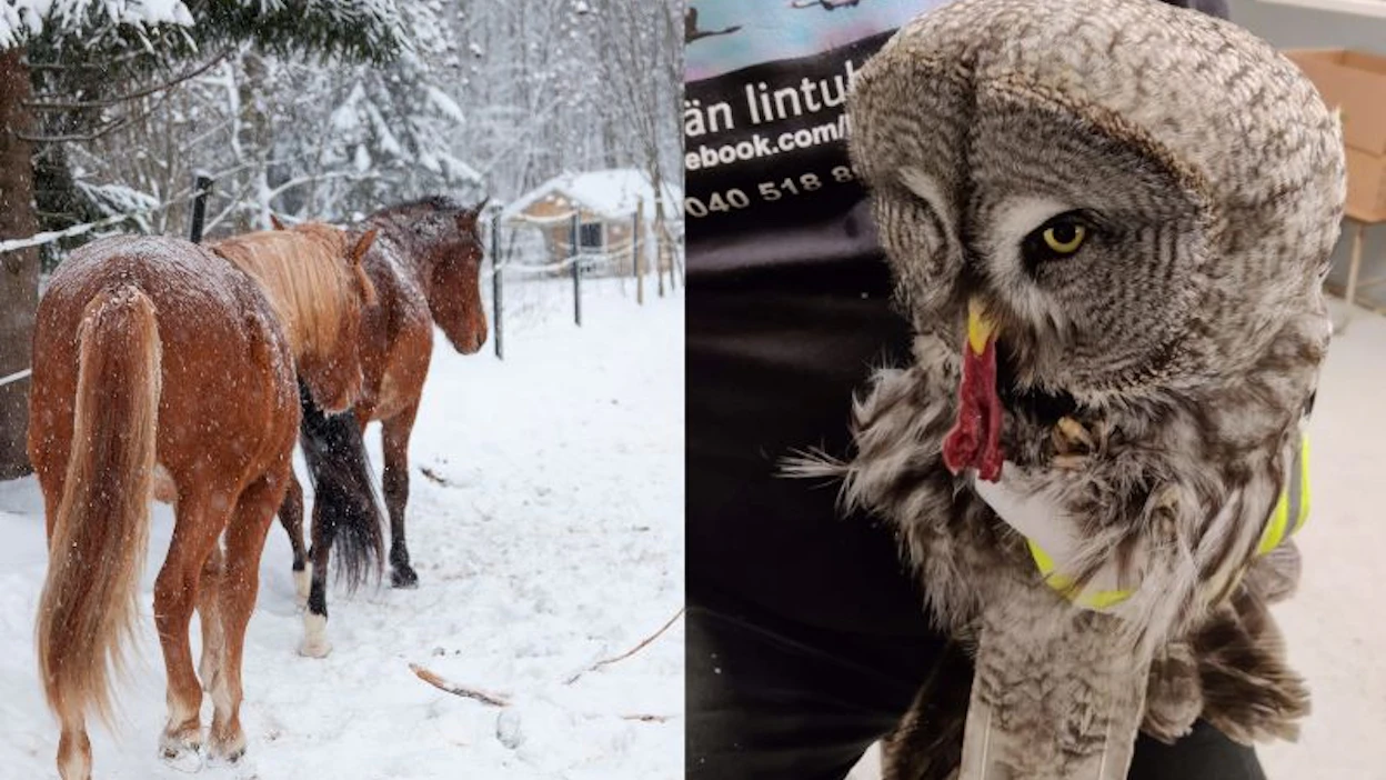 Tallilla pyörinyt lapinpöllö toipuu hyvää vauhtia koettelmuksistaan. Kuvan hevoset eivät liity tapaukseen.