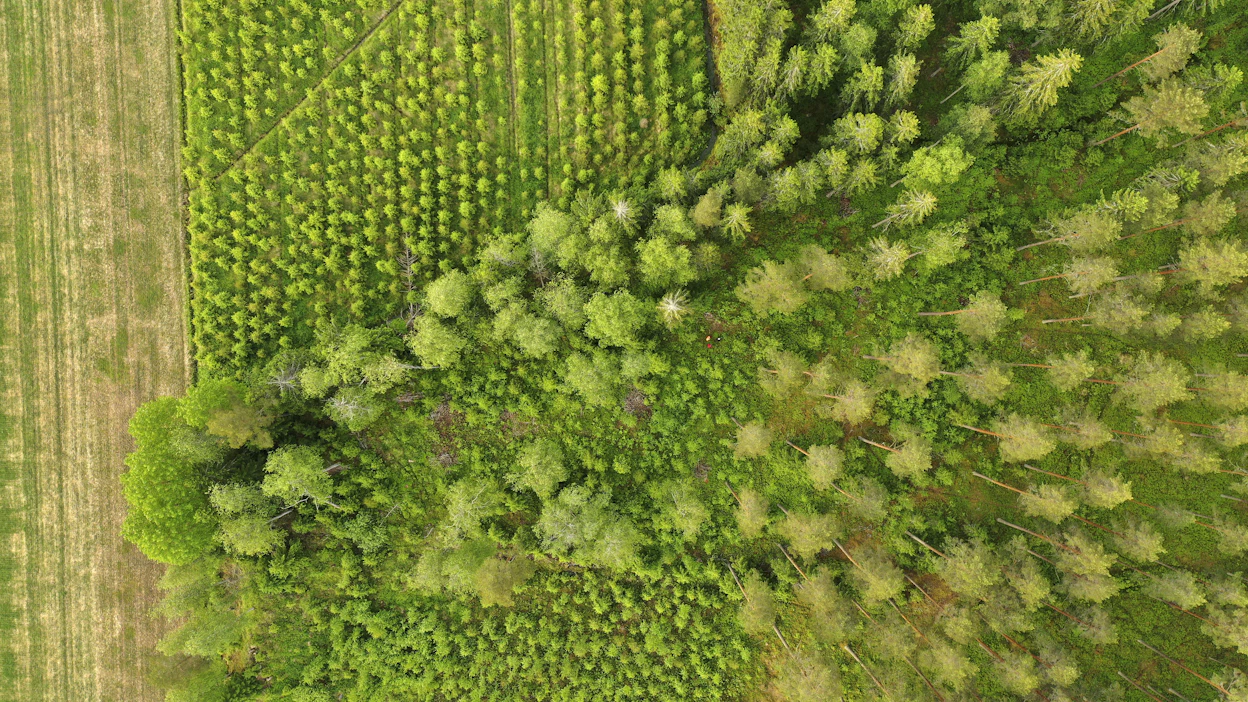 Suomessa on paljon pinta-alaltaan pieniä metsätiloja. Kuvituskuva.