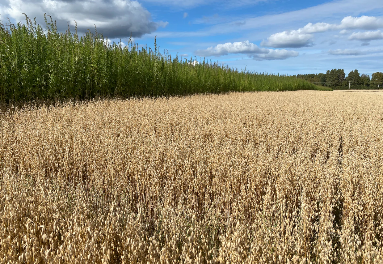 Suomen peltoalasta riittää ruokatuotannon ohella myös energia- ja teollisuuskasveille. Kuituhamppu on yksi potentiaalisimmista vaihtoehdoista. Se viihtyy hyvin koko viljelyalueellamme.