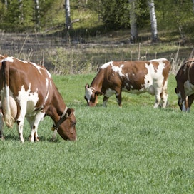 Parsinavetoiden lehmien ja hiehojen on päästävä ulos vähintään 90 päivänä vuodessa. 