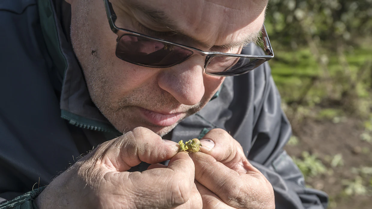 ”Käpyä pitää puristella ja nuuhkia. On pääteltävä, millaiset aromit ovat kehittymässä.”