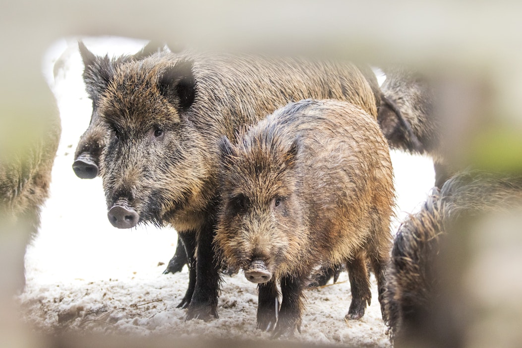 Afrikkalaista sikaruttoa ei toistaiseksi ole todettu Suomessa.