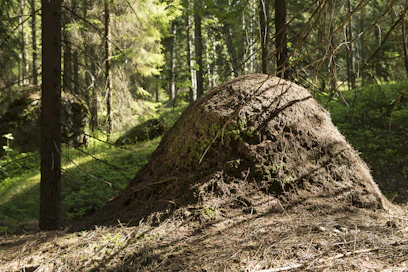 Muurahaiskekojen laskenta on osa kokeilua, jossa luonnon monimuotoisuuteen liittyvää tietoa kerätään valtakunnan metsien inventoinnin yhteydessä.