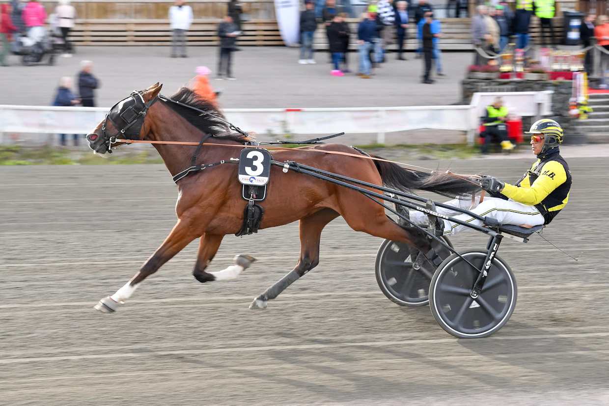 Henri Bollström on myös Nacho Webin vakio-ohjastaja. Ruunan tunnusluvut seitsemästätoista startista ovat totosijat 3-5-5.