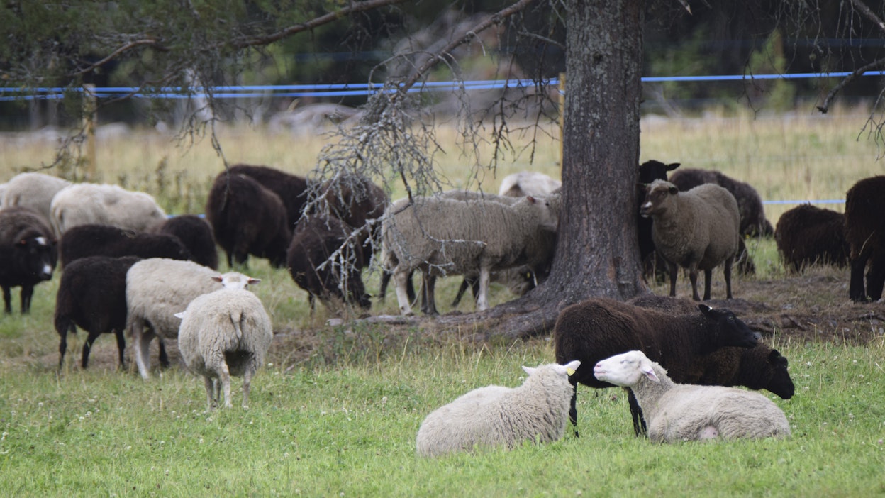 Lampaita ja petoaita. Kuvituskuva.