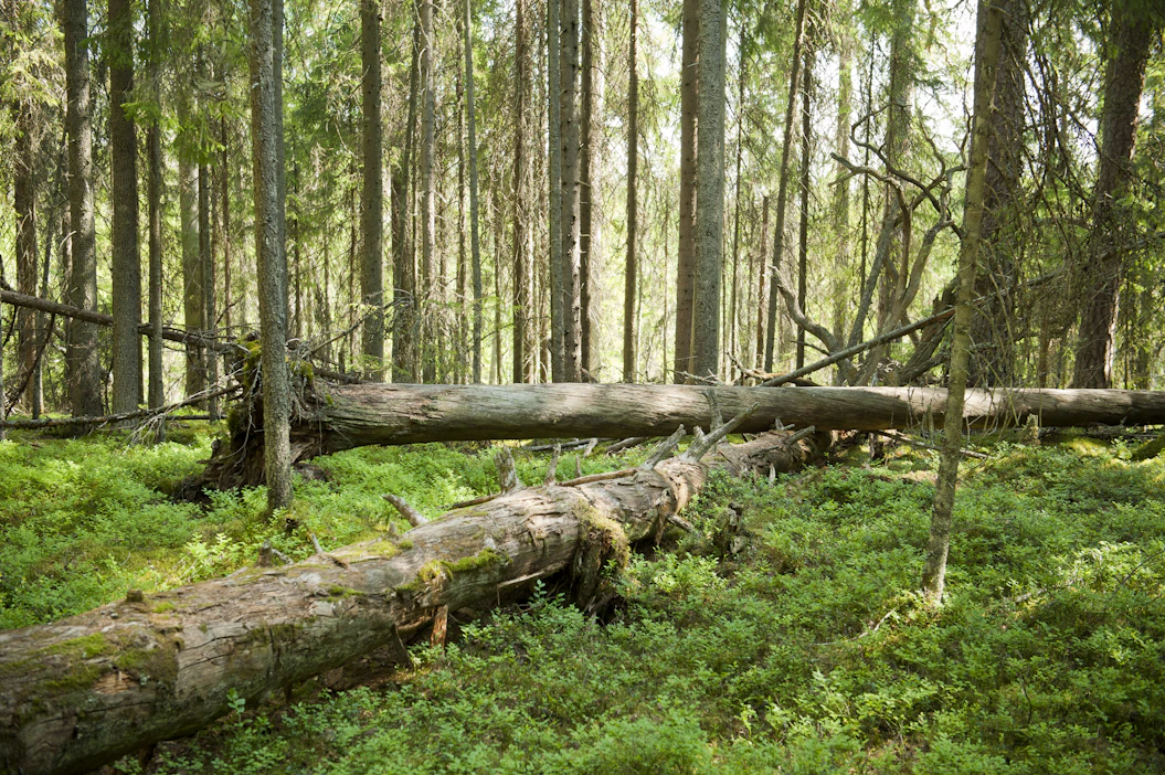 Suurin osa suomalaisista kansallispuistoista on muun maailman silmin katsottuna kovin pieniä.