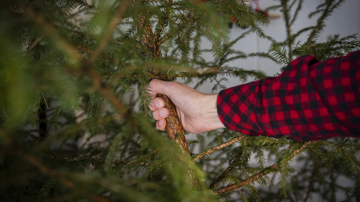 Mitä tehdä joulukuuselle joulun jälkeen? Veteen kalojen kutualustaksi upotettu kuusi, eli kututuro on uusvanha keksintö.