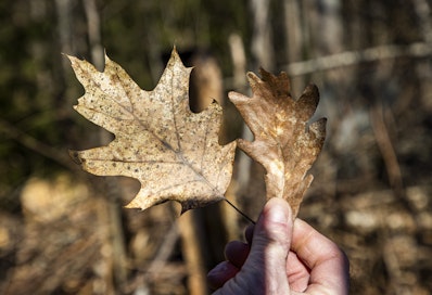 Pienempien, 40–49 senttimetristen tammien sorvitukkien hinta nousi 467 euroon kuutiolta.