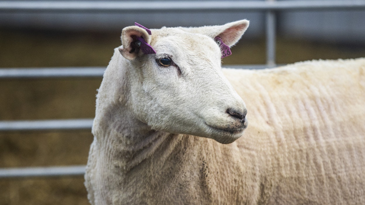 Ruokavirasto uudistaa lammas- ja vuohirekisterin.