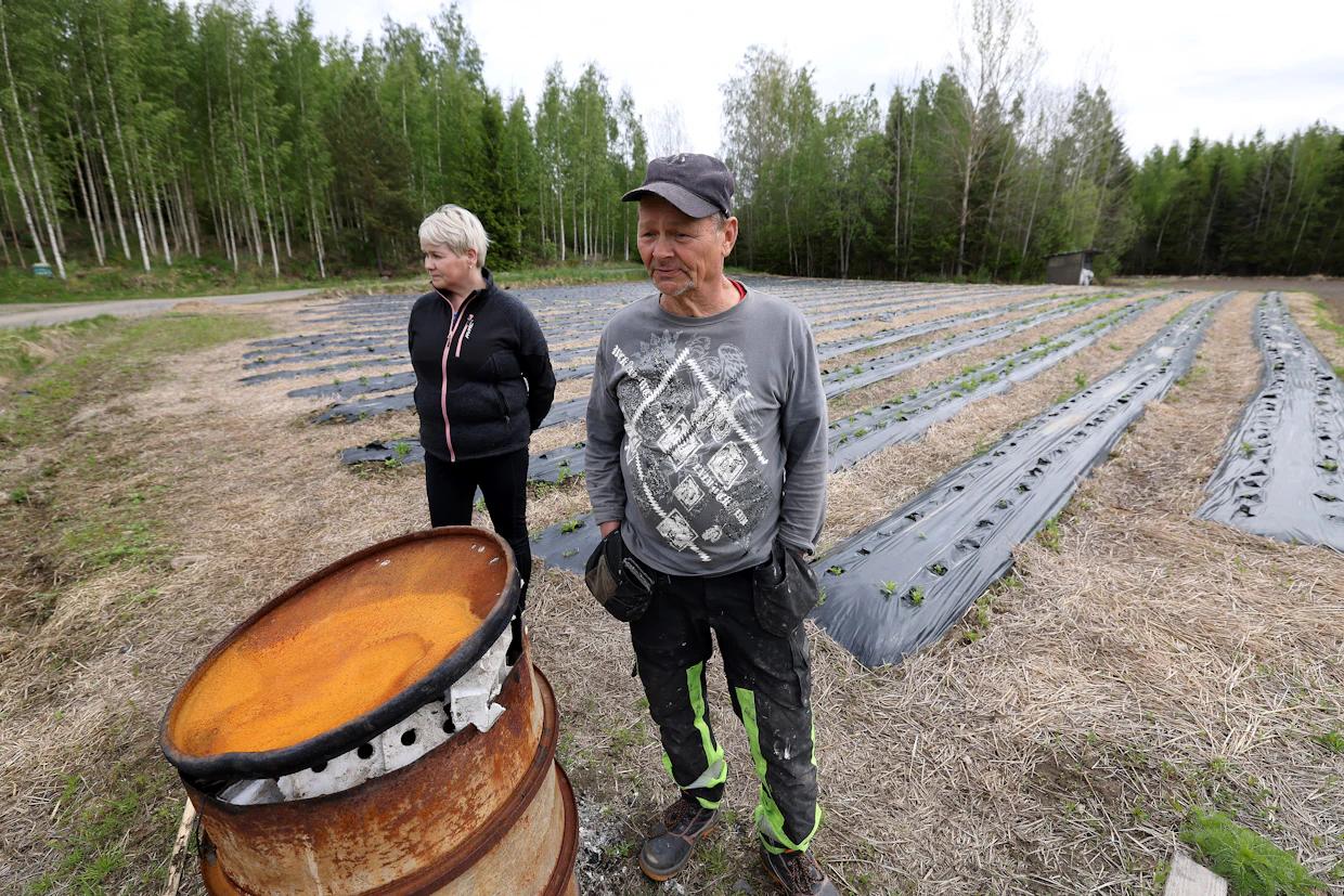 Mustalaikun tuhonneet taimet vedettiin ylös maasta ja poltettiin taudin etenemisen estämiseksi tynnyrissä, kertovat Minna Rae ja Alpo Välimäki.