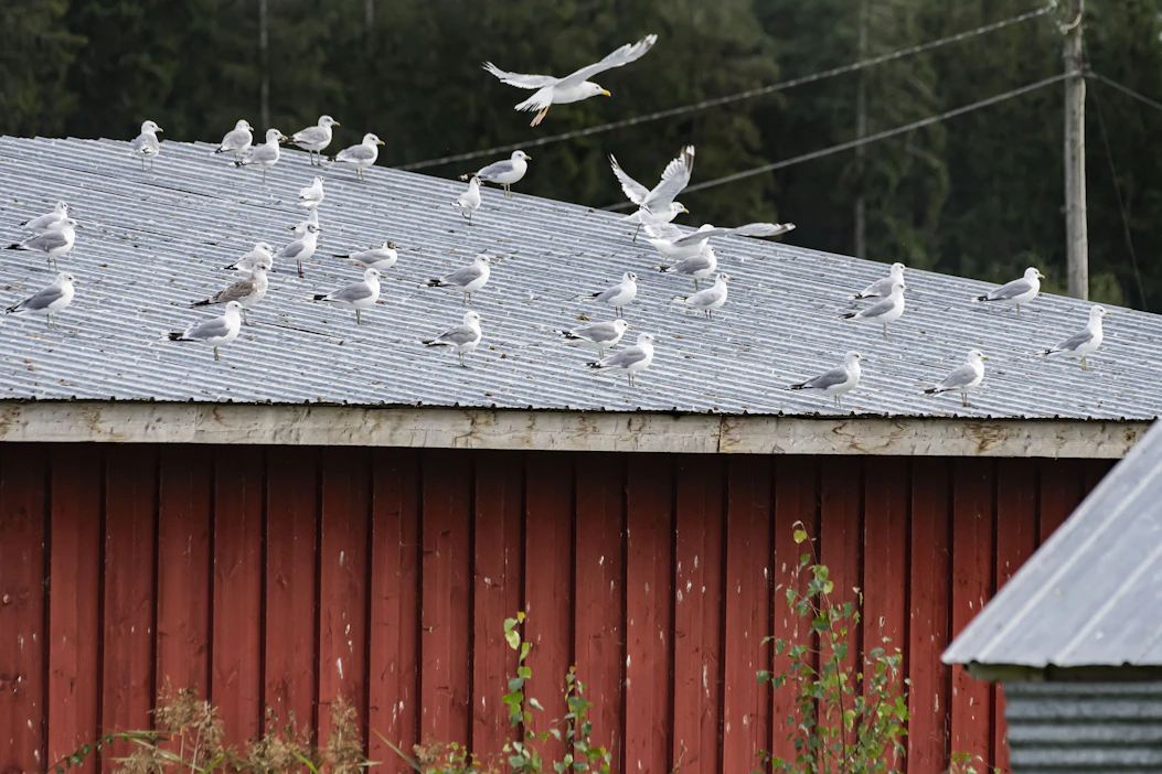 Lintukarkotin perustuu elektromagneettiseen pulssiin, joka tuottaa linnulle huonon olon ja sekoittaa sen suuntavaiston. Anticimexin mukaan linnun olo palautuu normaaliksi, kun se poistuu alueelta. Kuvituskuva.