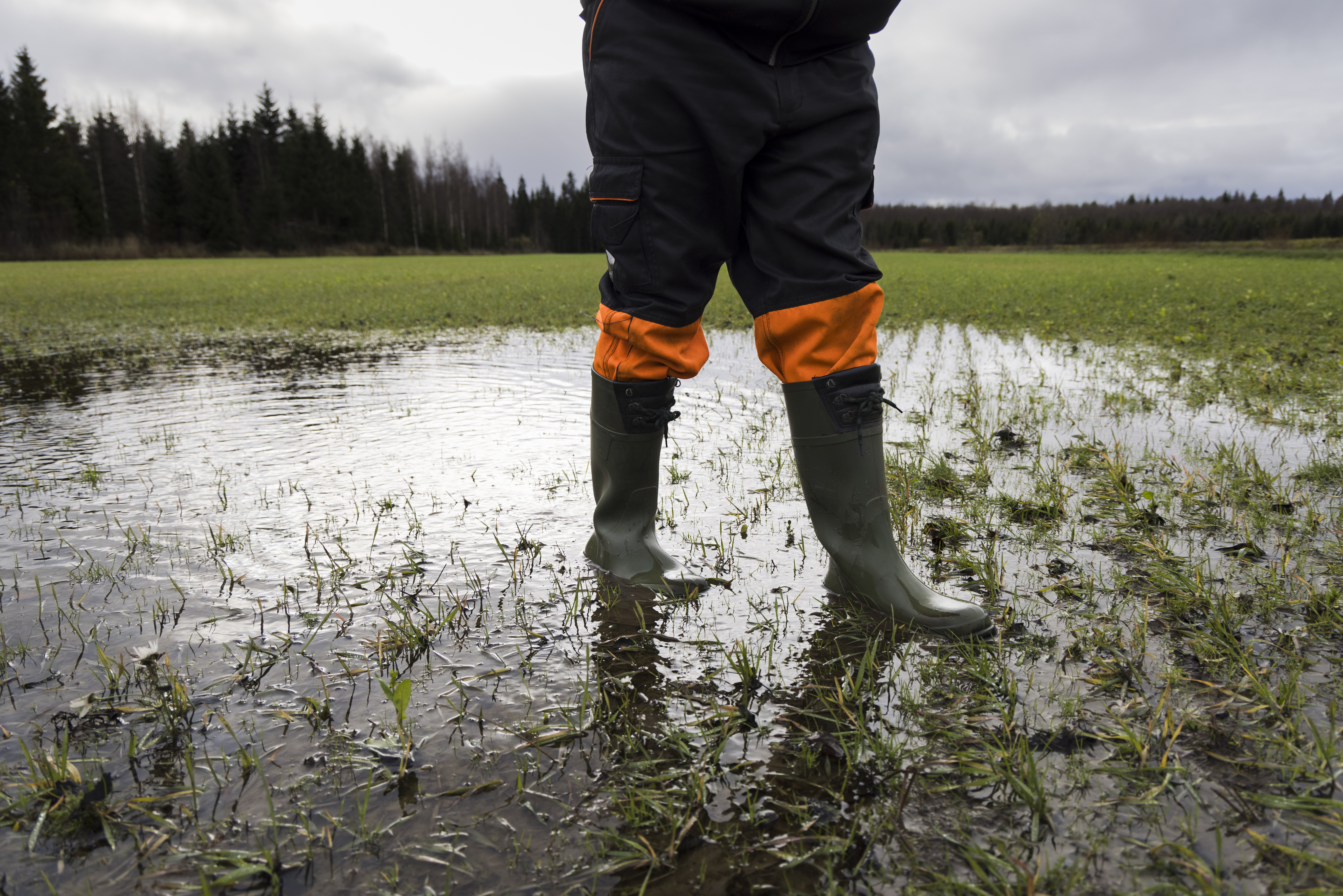Märkyys on tänä vuonna koetellut niin Ruotsin kuin Suomen maataloutta.