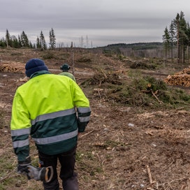 Kari ja Timo Ikäheimo tarkastelevat hakkuuaukkoa mielessään maanmuokkaus ja uuden puusukupolven istuttaminen.