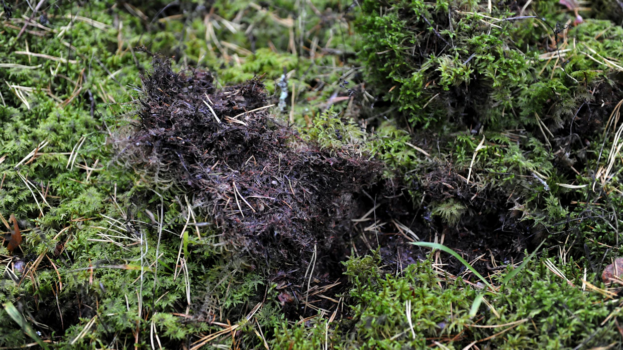 Metsästäjät ovat tehneet vastuullista työtä kannan kurissapitämisessä. Kuvassa villisikojen tonkimaa maastoa.
