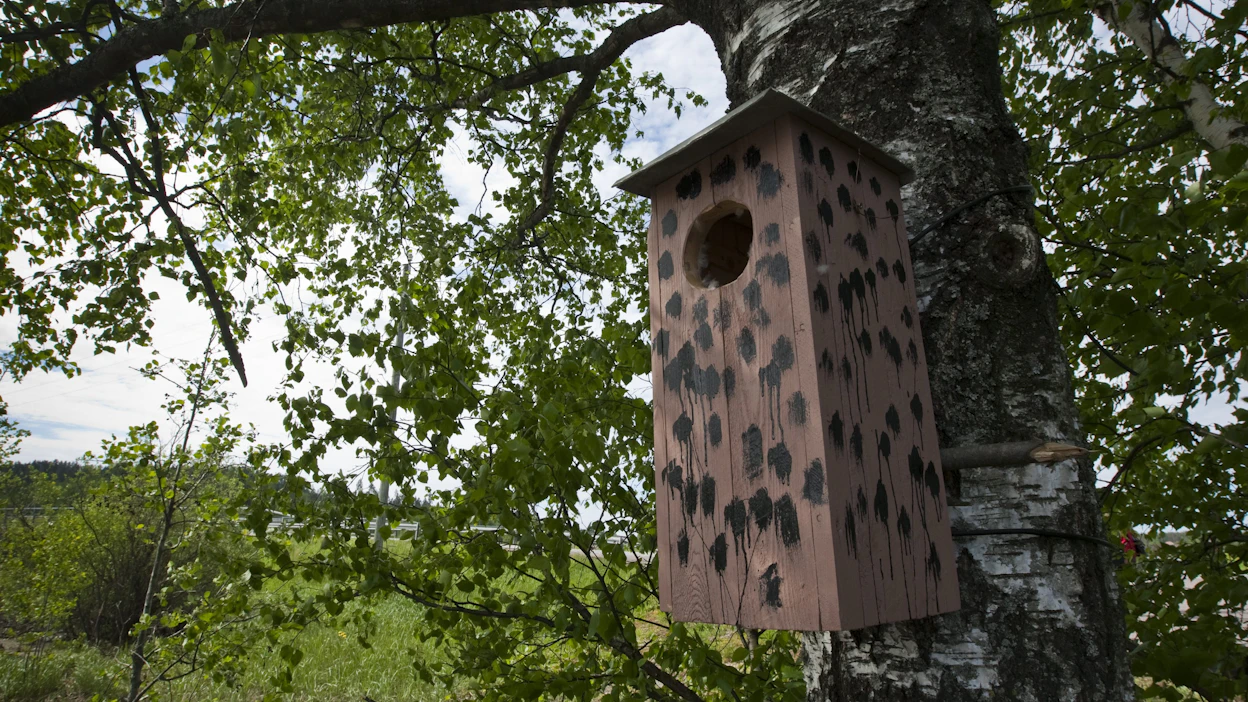 Birdlife on järjestänyt pönttöbongausta vuodesta 2013, viime vuonna ilmoitettiin yli 46 000 pöntön tiedot.