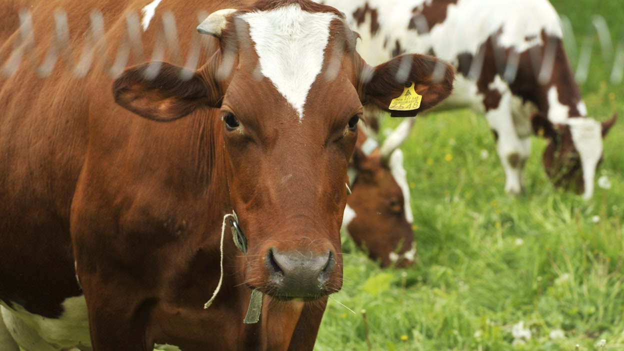 Nautakarja tuottaa muun muassa metaanipäästöjä.LEHTIKUVA / PETRA PIITULAINEN.