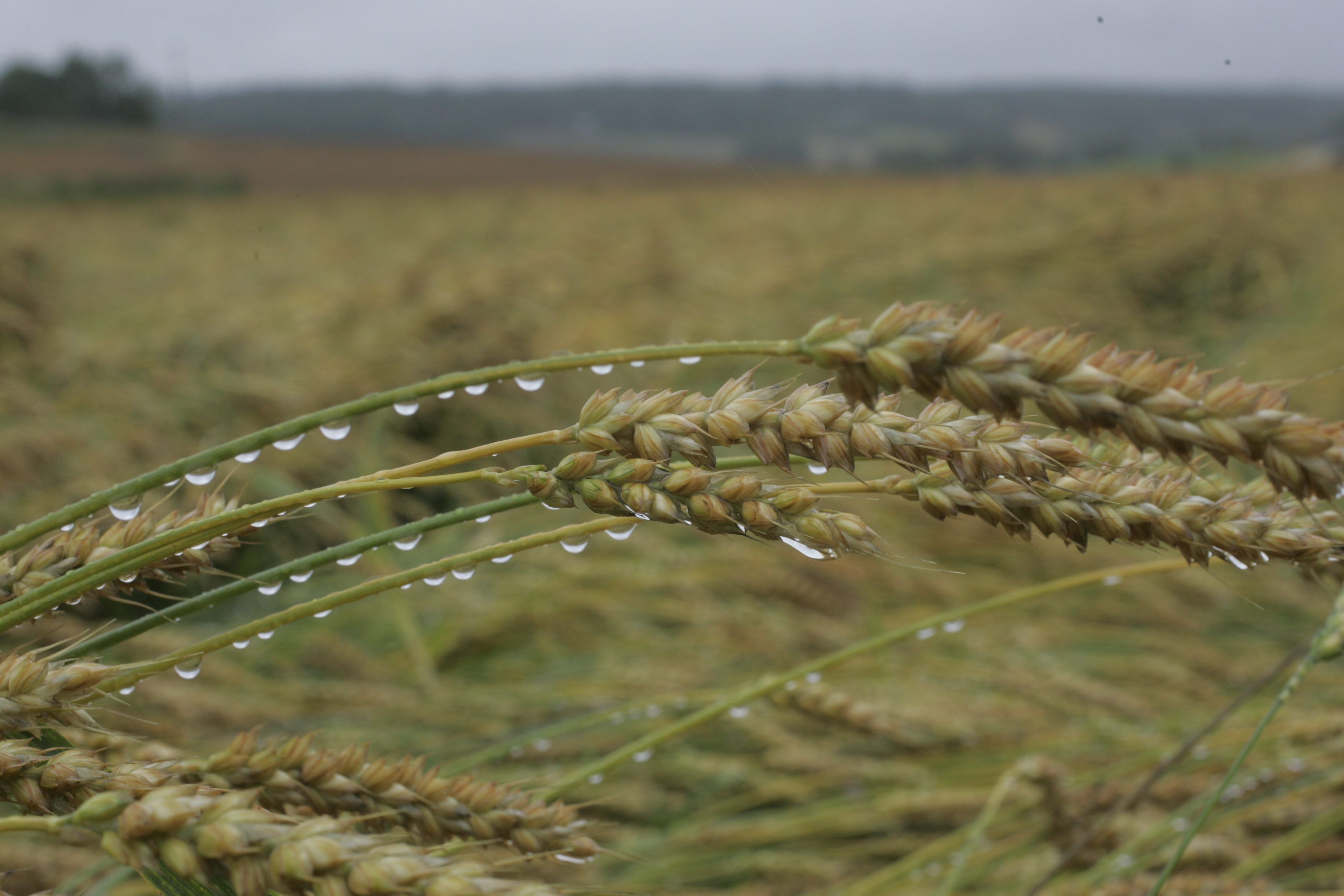 Etelä-Pohjanmaalla viljoja on monin paikoin pystyssä ja laatu tulee heikkenemään tästä eteenpäin, arvioi VYR.