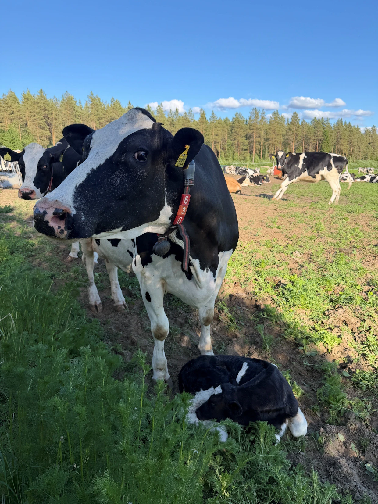 Rullukka yritti omia vasikan itselleen. Se ei kuitenkaan ollut sen oikea emo.