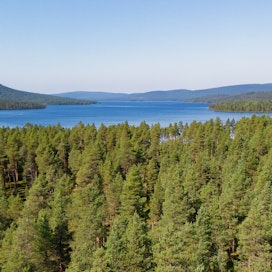 Jukka Tuorin mielestä Suomen metsien hiilensidontakyky on pohjoisen pallonpuoliskon paras.