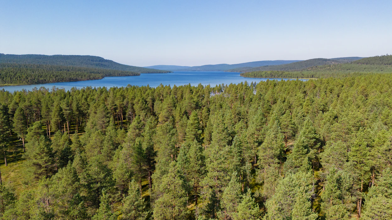 Maa- ja metsätalousministeriön mukaan metsät peittävät yli 75 prosenttia Suomen maapinta-alasta.