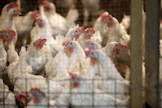 Tilalle salmonella tietää paljon työtä mittavine puhdistustoimineen. ”Käsittääkseni salmonellasaneeraus on edessä. Se on rutiini näissä tapauksissa, oli kyseessä mikä eläinlaji tahansa”,  Munaxin toimitusjohtaja Matti Nyfors summaa. Arkistokuva.