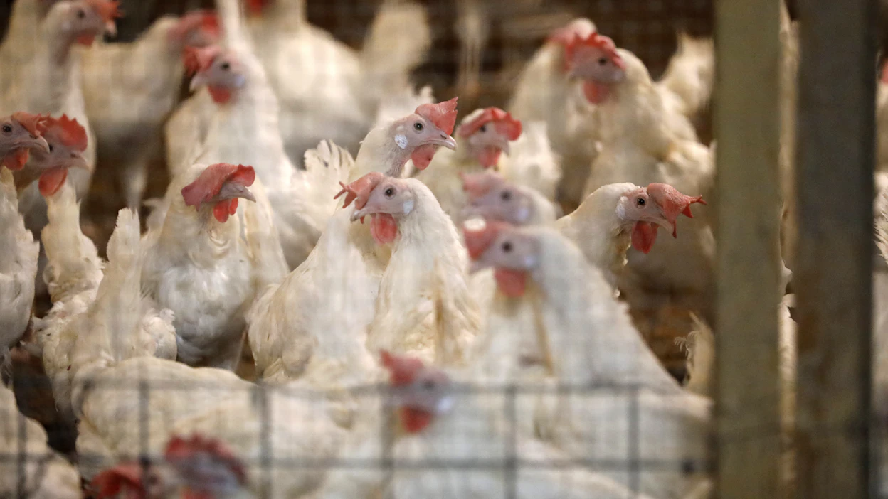 Tilalle salmonella tietää paljon työtä mittavine puhdistustoimineen. ”Käsittääkseni salmonellasaneeraus on edessä. Se on rutiini näissä tapauksissa, oli kyseessä mikä eläinlaji tahansa”, Munaxin toimitusjohtaja Matti Nyfors summaa. Arkistokuva.