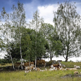 Laiduntavat kotieläimet hakeutuvat helteellä varjoon. Emolehmät vasikoineen lepäilivät puiden varjossa Fiskarsissa. Arkistokuva.
