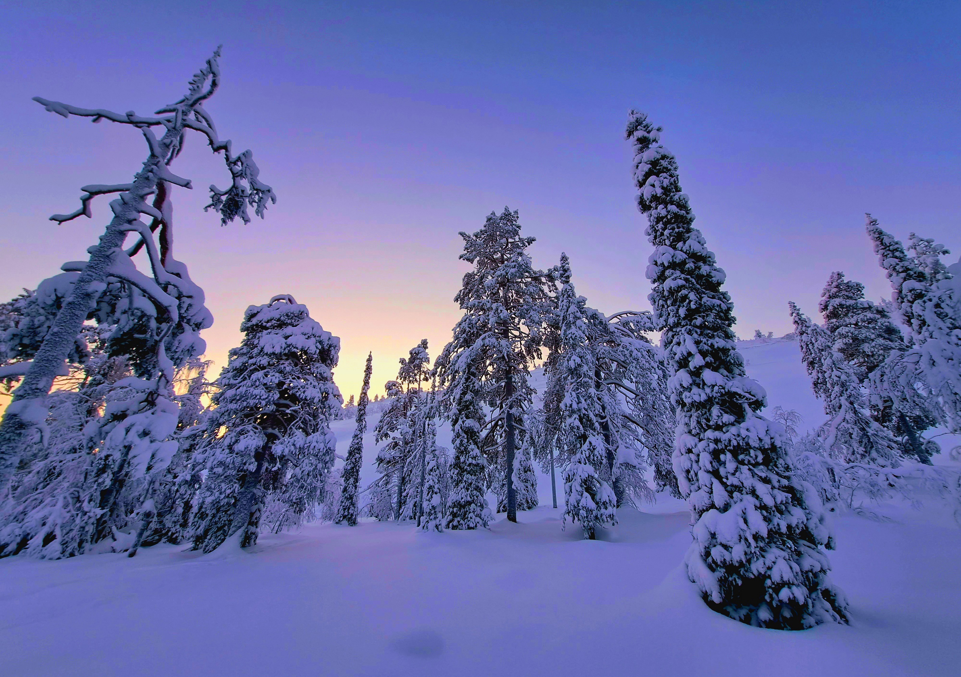 Lupia on myönnetty Värriön, Pisavaaran ja Olvassuon luonnonpuistoihin. Kuvituskuva.