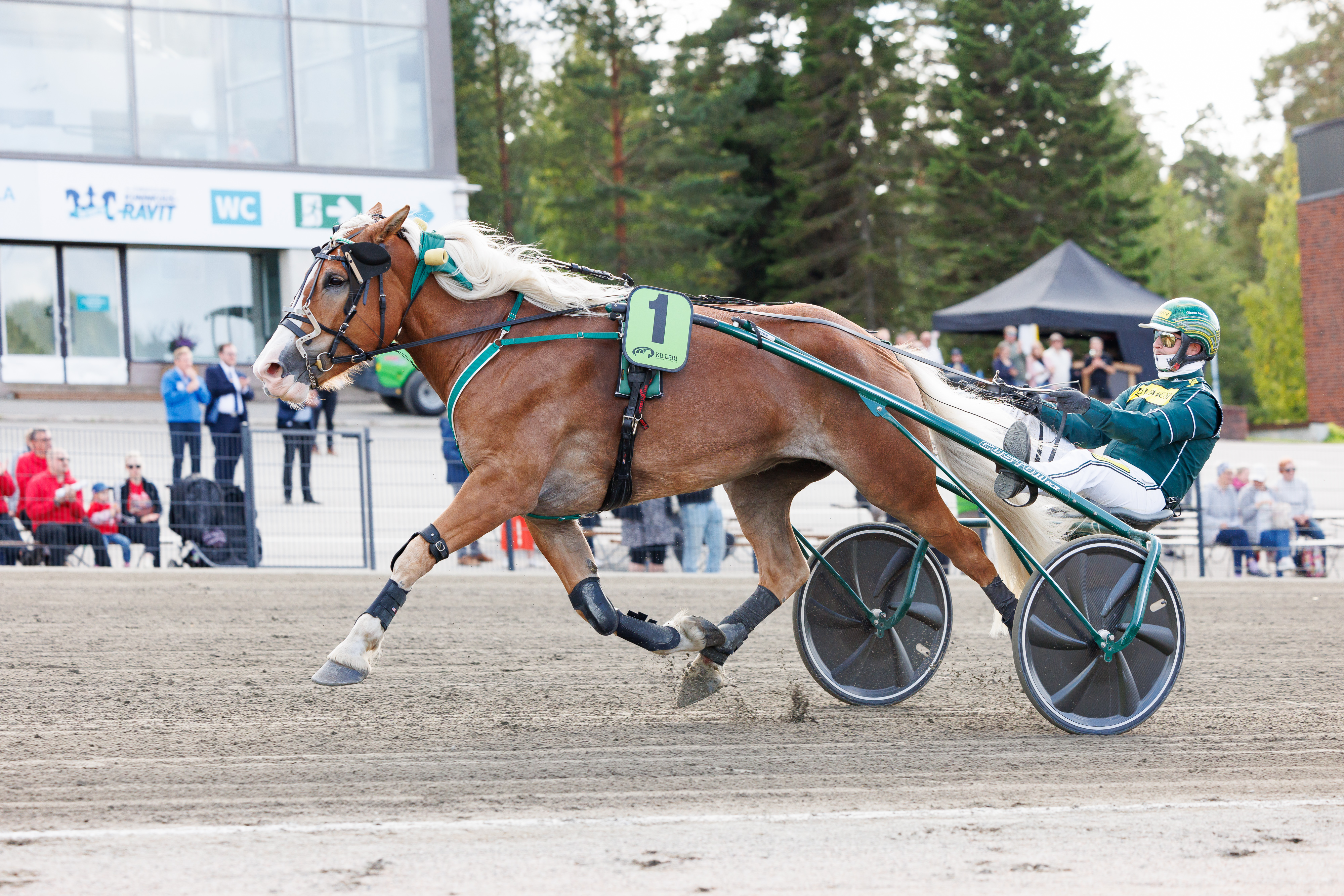 Luottokuski Hannu Torvinen ohjastaa Sirpsakkaa myös Vermossa.